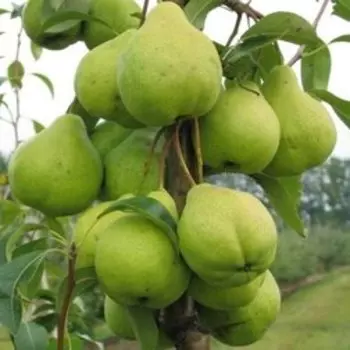 Груша Феерия (С7,5л.)