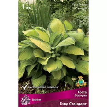Хоста Форчуна Голд Стандарт