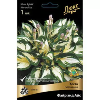 Хоста гибридная Файр энд Айс