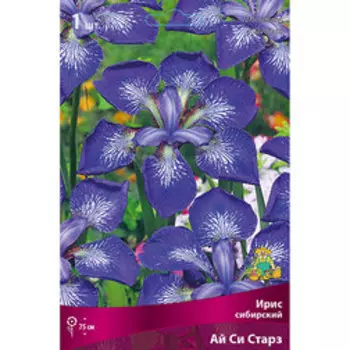 Ирис сибирский Ай си Старз