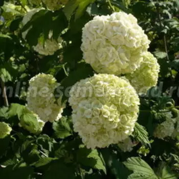 Калина обыкновенная Бульденеж (Розеум) (С2/С3)