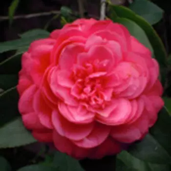 Камелия японская Леди Кэмпбелл