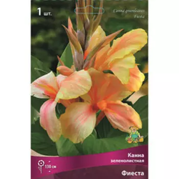 Канна зеленолистная Фиеста