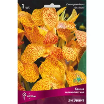Канна зеленолистная Эн Эвант