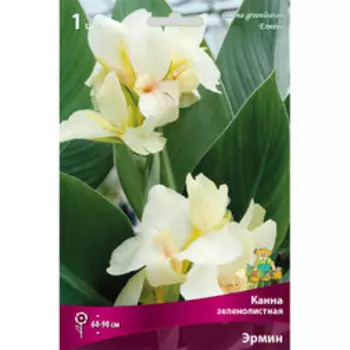 Канна зеленолистная Эрмин