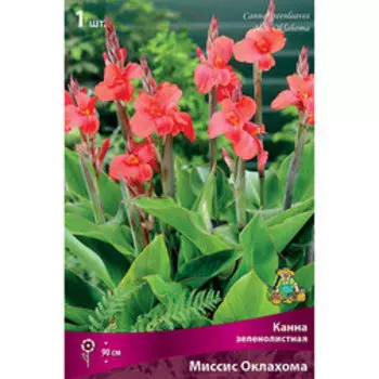 Канна зеленолистная Миссиз Оклахома