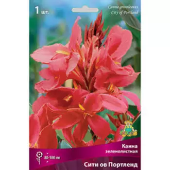 Канна зеленолистная Сити оф Портленд
