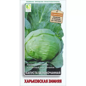 Капуста белокочанная Харьковская зимняя