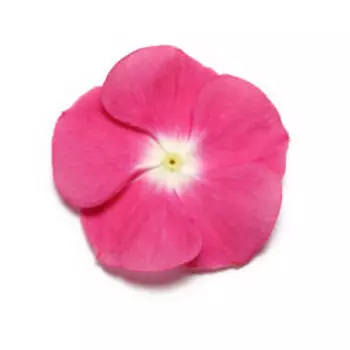 Катарантус Пацифика Манжента Хало (1уп-1000шт)