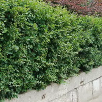 Кизильник блестящий