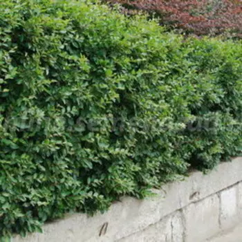 Кизильник блестящий (С2)