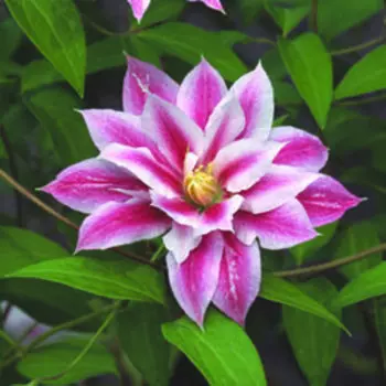 Клематис крупноцветковый Андромеда