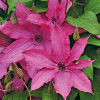 Клематис крупноцветковый Барбара (1-летка)