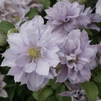 Клематис крупноцветковый Беллиссимо