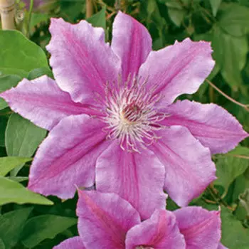 Клематис крупноцветковый Гиренас (1-летка)