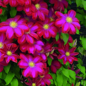 Клематис крупноцветковый Хоши-но-Фламенко