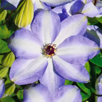 Клематис крупноцветковый Иван Олсон (1-летка)