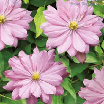 Клематис крупноцветковый Виолет Элизабет (1-летка)