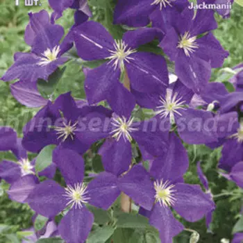Клематис крупноцветковый Жакмани (1-летка)