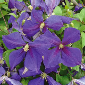 Клематис крупноцветковый Жакмани Суперба (1-летка)