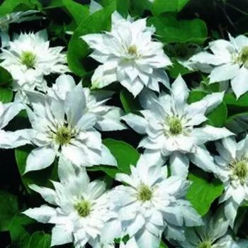 Клематис крупноцветковый Мать Сиедлиска
