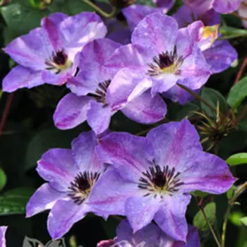 Клематис крупноцветковый Монинг Скай