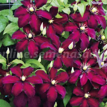 Клематис крупноцветковый Ниобе (1-летка)