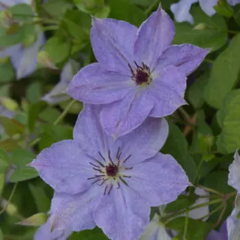 Клематис крупноцветковый Скайфолл