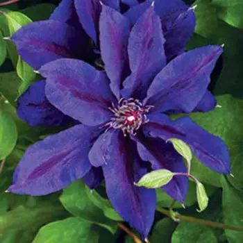 Клематис крупноцветковый Вайлдфаер