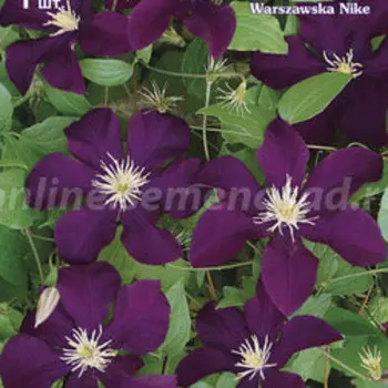 Клематис крупноцветковый Варшавска Найк (1-летка)