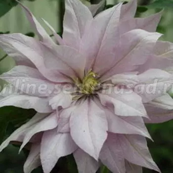 Клематис крупноцветковый Виолет Элизабет (С2-3л.)