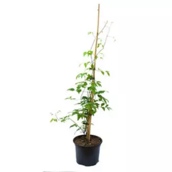 Клематис крупноцветковый Вива Полония (С2л.)