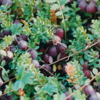 Клюква крупноплодная Бен Лир