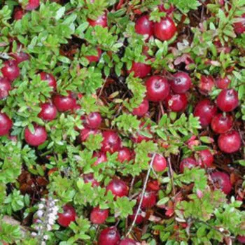 Клюква крупноплодная Пилигрим (С2л)