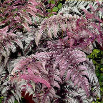 Кочедыжник ниппонский Бургунди Лэйс (С2)