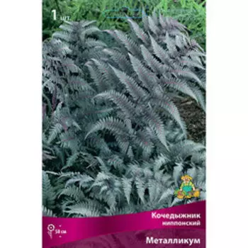 Кочедыжник японский Металликум