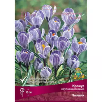 Крокус крупноцветковый Пиквик (10 шт.)