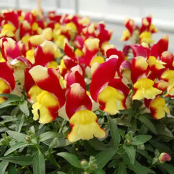 Львиный зев Снэппи Ред энд Еллоу (1уп-1000шт) профессиональные семена