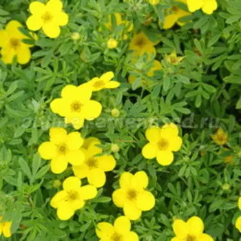 Лапчатка кустарниковая Голдфингер (3 шт.)