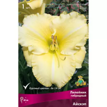 Лилейник гибридный Айскэп