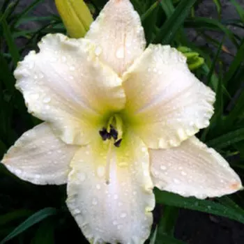 Лилейник гибридный Арктик Сноу (С2)