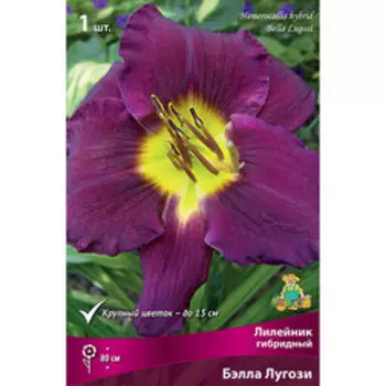 Лилейник гибридный Бэлла Лугози
