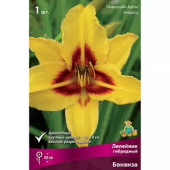 Лилейник гибридный Бонанза
