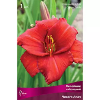 Лилейник гибридный (Чикаго Апач)