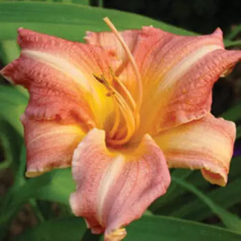 Лилейник гибридный Чилдренс Фестиваль (V2л.)