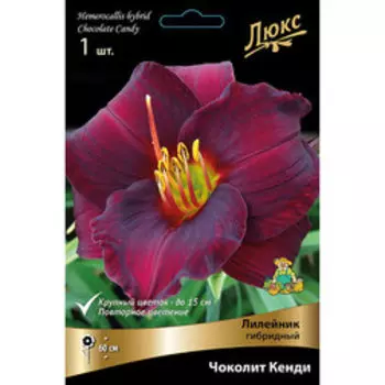 Лилейник гибридный Чоколит Кенди