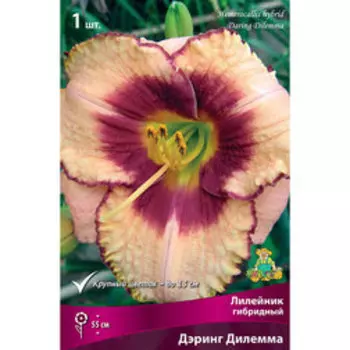 Лилейник гибридный Дэринг Дилемма