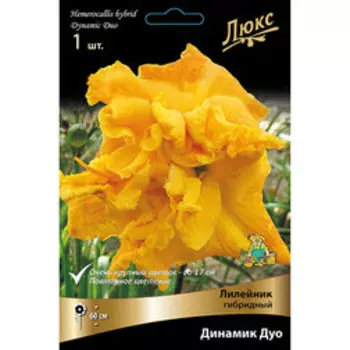 Лилейник гибридный Динамик Дуо