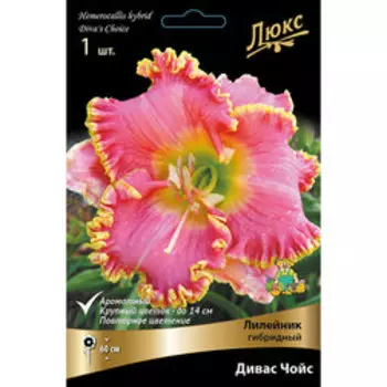 Лилейник гибридный Дивас Чойс