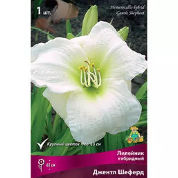 Лилейник гибридный Джентл Шеферд